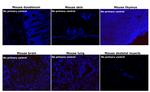 Rabbit IgG (H+L) Cross-Adsorbed Secondary Antibody in Immunohistochemistry (Paraffin) (IHC (P))