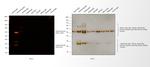 Guinea Pig IgG (H+L) Highly Cross-Adsorbed Secondary Antibody