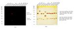 Rat IgG (H+L) Cross-Adsorbed Secondary Antibody in Western Blot (WB)