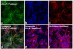 Goat IgG (H+L) Cross-Adsorbed Secondary Antibody in Immunocytochemistry (ICC/IF)