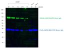 Goat IgG (H+L) Cross-Adsorbed Secondary Antibody in Western Blot (WB)