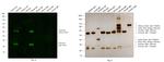 Goat IgG (H+L) Cross-Adsorbed Secondary Antibody in Western Blot (WB)