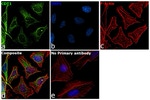 Goat IgG (H+L) Cross-Adsorbed Secondary Antibody in Immunocytochemistry (ICC/IF)