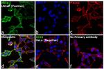 Goat IgG (H+L) Cross-Adsorbed Secondary Antibody in Immunocytochemistry (ICC/IF)