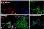 Goat IgG (H+L) Cross-Adsorbed Secondary Antibody in Immunocytochemistry (ICC/IF)