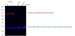 Goat IgG (H+L) Cross-Adsorbed Secondary Antibody in Western Blot (WB)