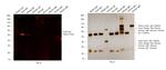 Goat IgG (H+L) Cross-Adsorbed Secondary Antibody in Western Blot (WB)