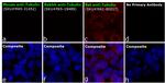 Rat IgG (H+L) Cross-Adsorbed Secondary Antibody in Immunocytochemistry (ICC/IF)