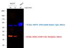 Rat IgG (H+L) Cross-Adsorbed Secondary Antibody in Western Blot (WB)