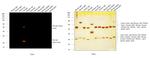 Rat IgG (H+L) Cross-Adsorbed Secondary Antibody in Western Blot (WB)