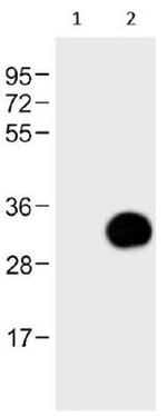 GFP Antibody in Western Blot (WB)