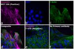 Rabbit IgG (H+L) Cross-Adsorbed Secondary Antibody in Immunocytochemistry (ICC/IF)