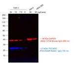 Rabbit IgG (H+L) Cross-Adsorbed Secondary Antibody in Western Blot (WB)