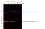 Mouse IgG (H+L) Cross-Adsorbed Secondary Antibody in Western Blot (WB)