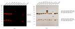 Mouse IgG (H+L) Cross-Adsorbed Secondary Antibody in Western Blot (WB)