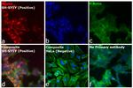 Mouse IgG (H+L) Cross-Adsorbed Secondary Antibody in Immunocytochemistry (ICC/IF)