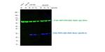 Mouse IgG (H+L) Highly Cross-Adsorbed Secondary Antibody in Western Blot (WB)