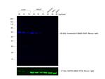 Mouse IgG (H+L) Cross-Adsorbed Secondary Antibody in Western Blot (WB)