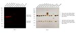 Mouse IgG (H+L) Cross-Adsorbed Secondary Antibody in Western Blot (WB)