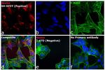 Mouse IgG (H+L) Highly Cross-Adsorbed Secondary Antibody in Immunocytochemistry (ICC/IF)