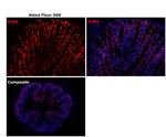 Rabbit IgG (H+L) Secondary Antibody in Immunohistochemistry (Paraffin) (IHC (P))