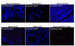 Rabbit IgG (H+L) Secondary Antibody in Immunohistochemistry (Paraffin) (IHC (P))