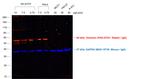 Rabbit IgG (H+L) Secondary Antibody in Western Blot (WB)