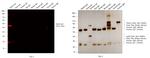 Rabbit IgG (H+L) Secondary Antibody in Western Blot (WB)