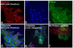 Rabbit IgG (H+L) Highly Cross-Adsorbed Secondary Antibody in Immunocytochemistry (ICC/IF)