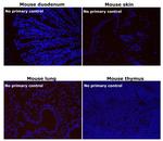 Rabbit IgG (H+L) Highly Cross-Adsorbed Secondary Antibody in Immunohistochemistry (Paraffin) (IHC (P))