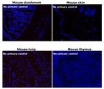 Rabbit IgG (H+L) Highly Cross-Adsorbed Secondary Antibody in Immunohistochemistry (Paraffin) (IHC (P))