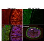 Rabbit IgG (H+L) Highly Cross-Adsorbed Secondary Antibody in Immunohistochemistry (Paraffin) (IHC (P))