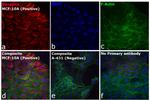 Rabbit IgG (H+L) Cross-Adsorbed Secondary Antibody in Immunocytochemistry (ICC/IF)