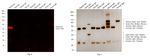 Rabbit IgG (H+L) Cross-Adsorbed Secondary Antibody