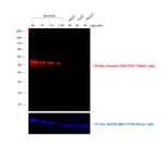 Rabbit IgG (H+L) Cross-Adsorbed Secondary Antibody in Western Blot (WB)