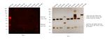 Rabbit IgG (H+L) Cross-Adsorbed Secondary Antibody in Western Blot (WB)