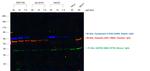 Rabbit IgG (H+L) Cross-Adsorbed Secondary Antibody in Western Blot (WB)