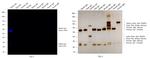 Rabbit IgG (H+L) Cross-Adsorbed Secondary Antibody in Western Blot (WB)