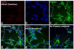 Goat IgG (H+L) Cross-Adsorbed Secondary Antibody in Immunocytochemistry (ICC/IF)