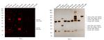 Goat IgG (H+L) Cross-Adsorbed Secondary Antibody in Western Blot (WB)