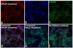 Goat IgG (H+L) Cross-Adsorbed Secondary Antibody in Immunocytochemistry (ICC/IF)