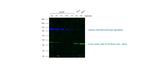 Goat IgG (H+L) Cross-Adsorbed Secondary Antibody in Western Blot (WB)