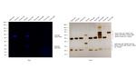 Goat IgG (H+L) Cross-Adsorbed Secondary Antibody in Western Blot (WB)