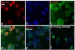 Human IgG (H+L) Cross-Adsorbed Secondary Antibody in Immunocytochemistry (ICC/IF)