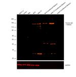 Human IgG (H+L) Cross-Adsorbed Secondary Antibody