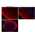 Rat IgG (H+L) Cross-Adsorbed Secondary Antibody in Immunohistochemistry (Paraffin) (IHC (P))