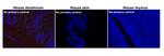 Rat IgG (H+L) Cross-Adsorbed Secondary Antibody in Immunohistochemistry (Paraffin) (IHC (P))