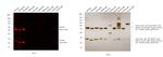 Rat IgG (H+L) Cross-Adsorbed Secondary Antibody in Western Blot (WB)