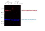 Sheep IgG (H+L) Cross-Adsorbed Secondary Antibody in Western Blot (WB)