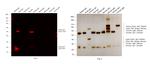 Sheep IgG (H+L) Cross-Adsorbed Secondary Antibody in Western Blot (WB)